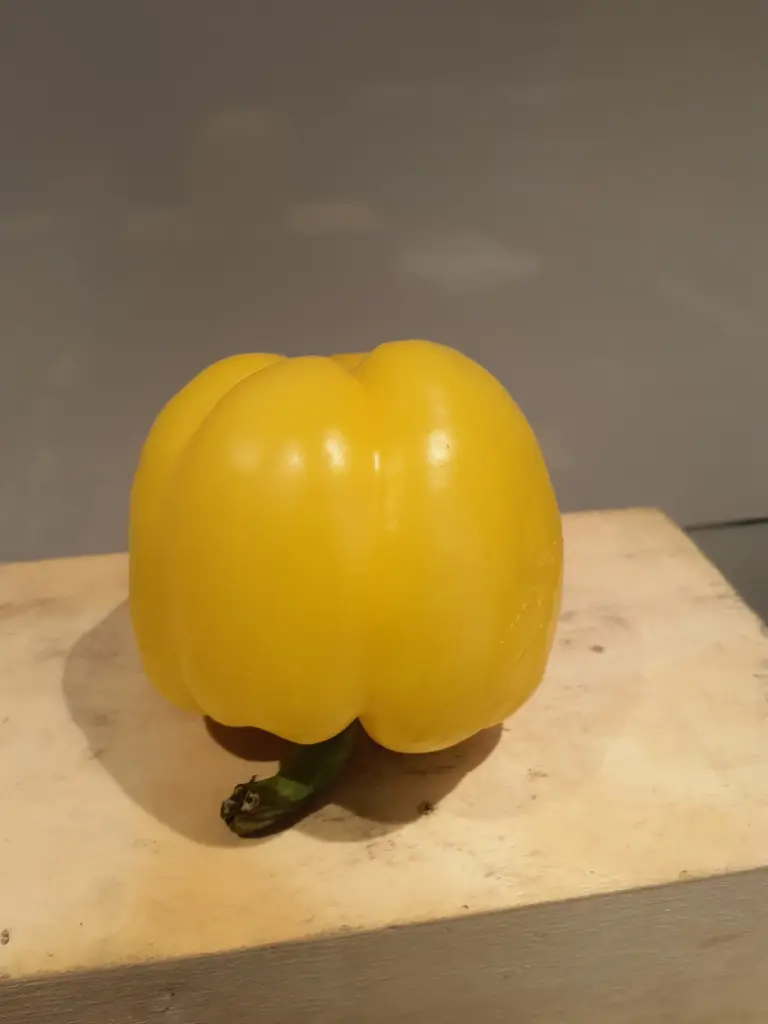 Paprika  geb
