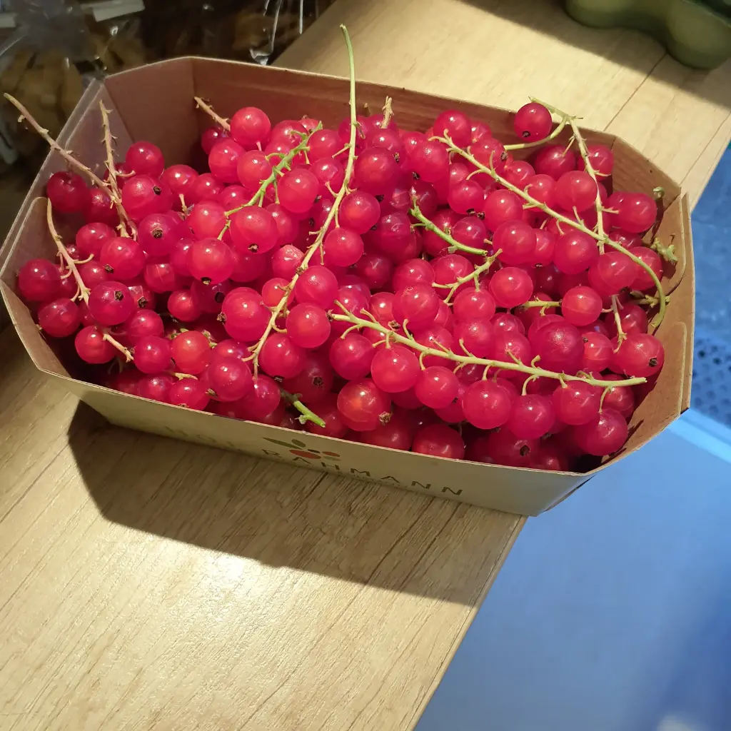 Johannisbeeren im Schälchen 500g von Rahmann