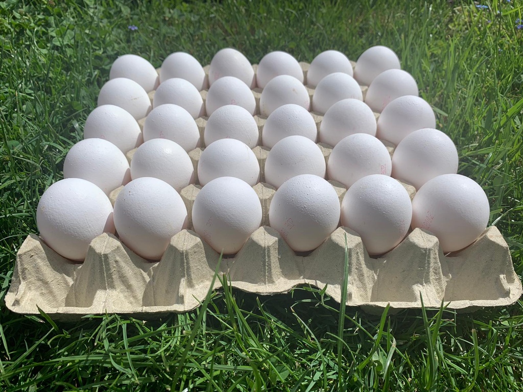 Bodenhaltung-Eier L Weiß 30er