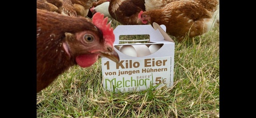 1kg Junghennen EIER weiße