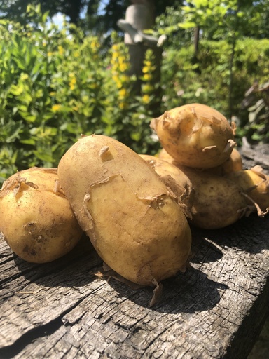 Annabell 1Tüte Speisefrühkartoffel 2 kg