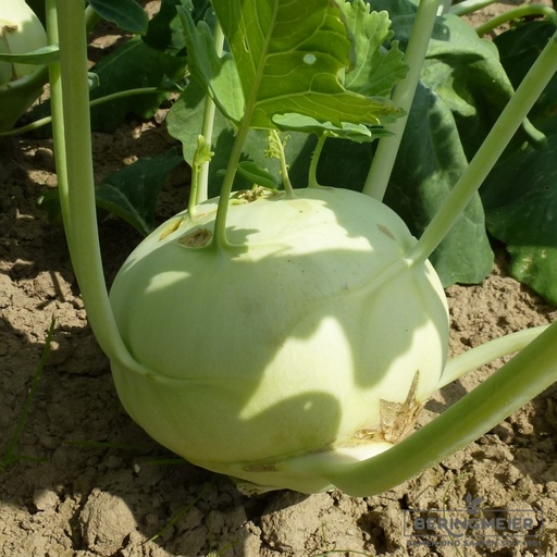 Kohlrabi pro Stück