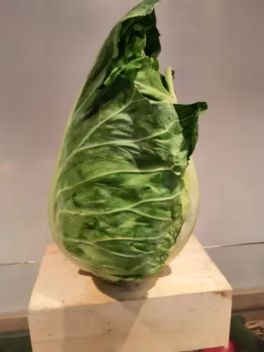 Spitzkohl pro Stück 